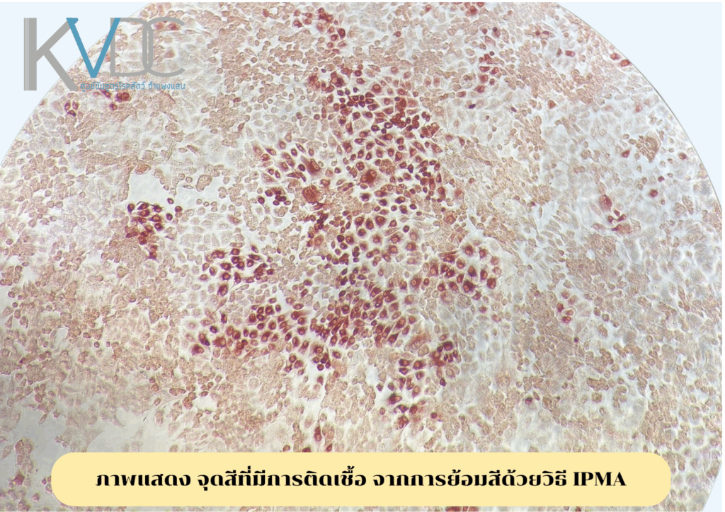 การย้อมสีพิเศษด้วยวิธี IPMA (Immunoperoxidase Monolayer Assay)