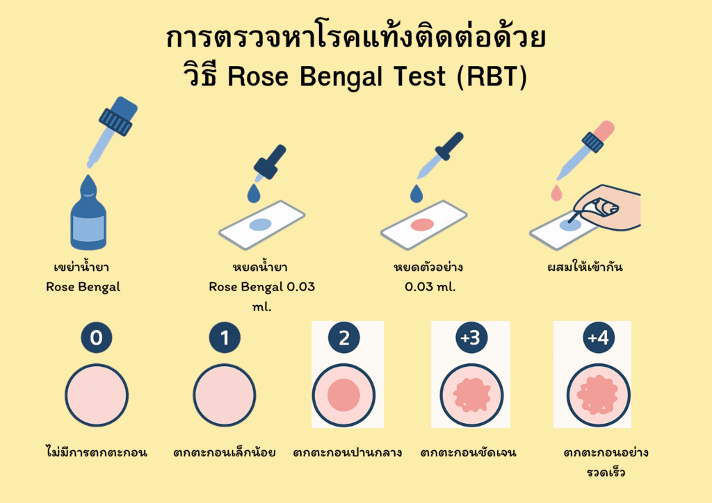 การตรวจหาโรคแท้งติดต่อด้วยวิธี Rose Bengal test  (RBT) ในโค