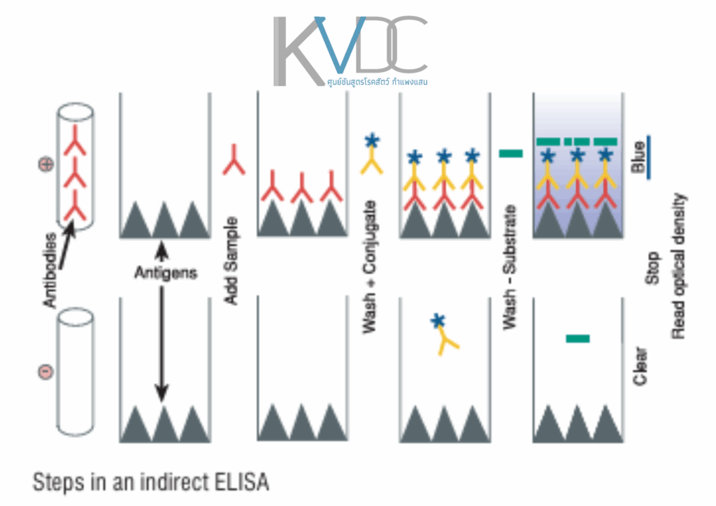 ห้องปฏิบัติการซีรั่มวิทยากับเทคนิค ELISA