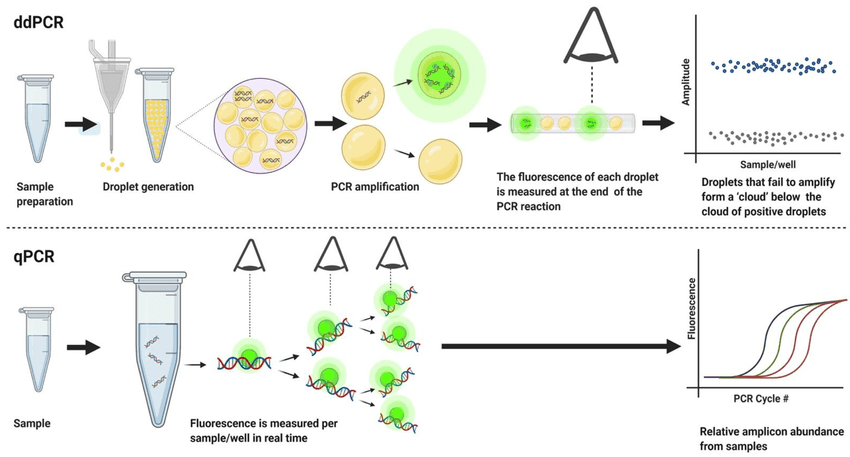 เปรียบเทียบการทำงาน Real-Time PCR (qPCR) กับ Digital Droplet PCR (ddPCR)