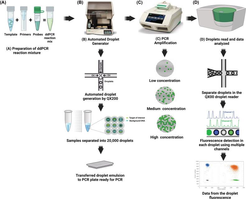 หลักการทำงาน Droplet Digital PCR Workflow